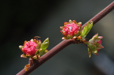 Mandel_N10713.jpg