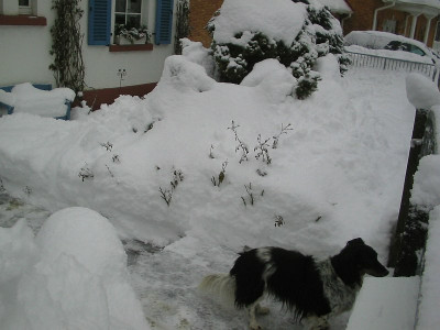 schnee_03.02.10_vorgarten.jpg