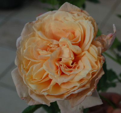 Susan_Louise_0016___50055.jpg