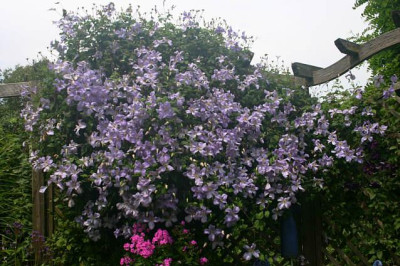 Cl.vit.Emilia_Plater1309a.jpg