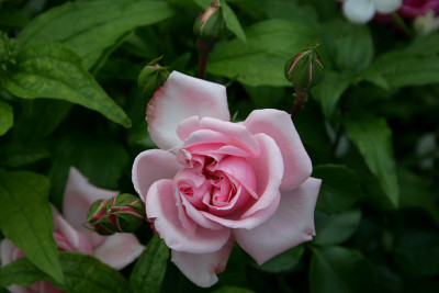 Rose_Home__Garden0409a.jpg