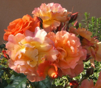 Westerland_24-6-09.JPG