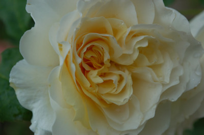 Swan_1016_52742.jpg