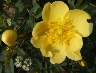 Rosa_hugonis_30-4-09.JPG