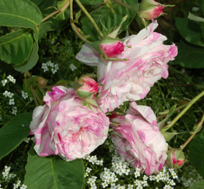 Rosa_centifolia_variegata_0016_47612.jpg