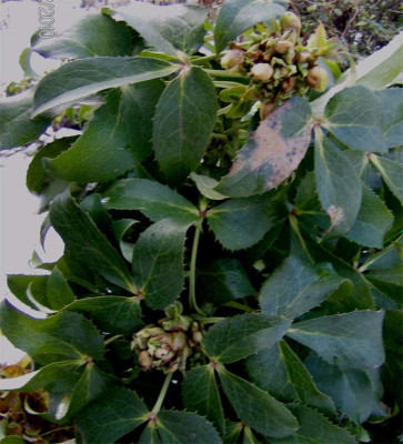 argutifolius-030210.jpg