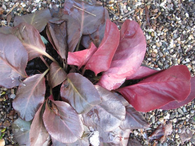 bergenia_wintertraum.jpg