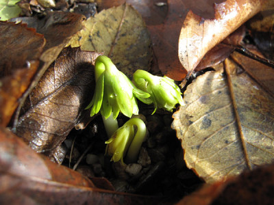 eranthis_3_feb_2010.jpg