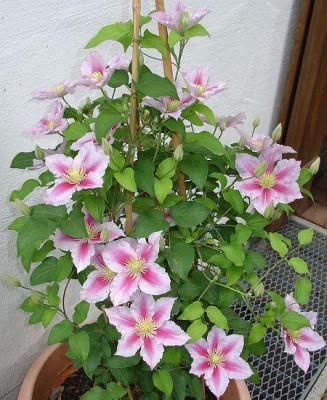 Piilu_am_28.5.09.jpg