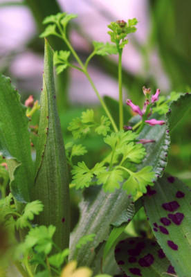 Orchis_italica_Tuete.jpg