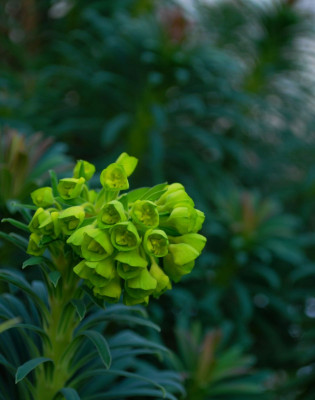 Euphorbia_characias_10.jpg