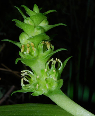Whiteheadia_bifolia_10-1.jpg