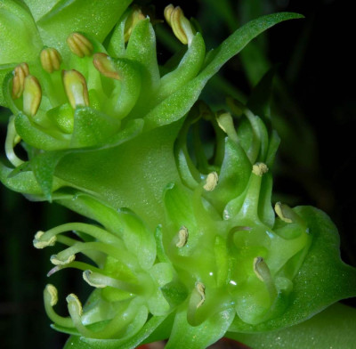 Whiteheadia_bifolia_10-2.jpg