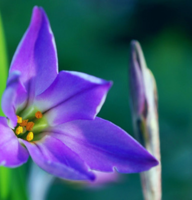 Ipheion_uniflorum_Froyle_Mill.jpg