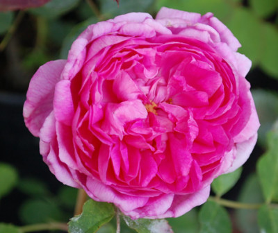 Paeonia_0016_50752.jpg