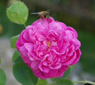 Paeonia_0017_53806.jpg