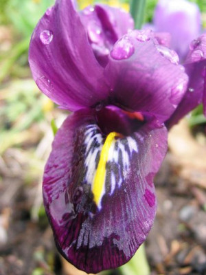 iris2.jpg