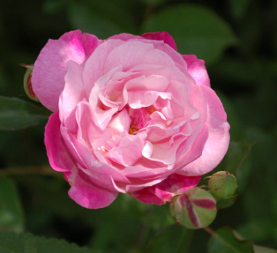 Sophies_Perpetual_0016_50848.jpg