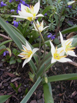 Wildtulpe_veilchen.jpg