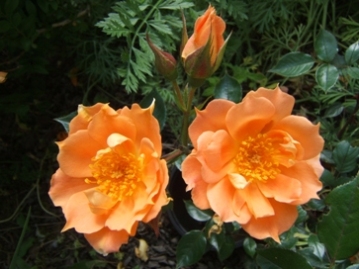 BoS_10-6-09.JPG