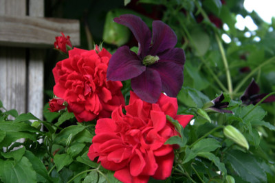 Cl.vit.Signe1909a.jpg