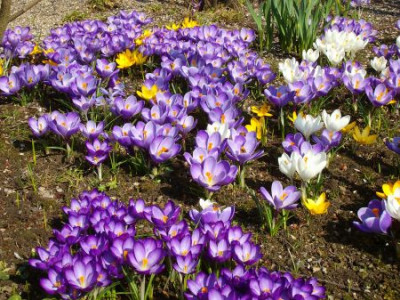 Krokus1.jpg