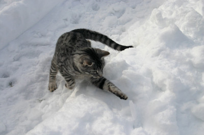 Jan.6010a.jpg