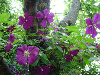 Etoile_Violette_Apfelbaum_19.6.09.jpg