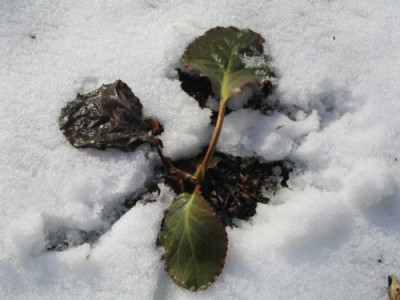 Schneekonigin_Feb.jpg