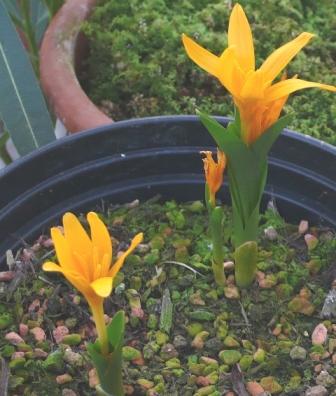 Colchicum_luteum_klein.jpg