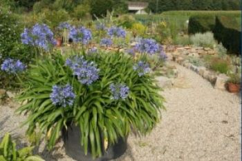 agapanthus51jahre.jpg