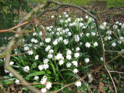 Leucojum_vernum_83401.jpg
