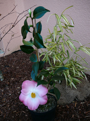 B0000258.jpg