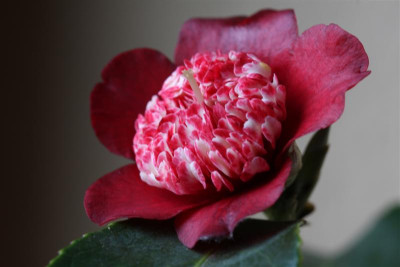 Lipstick_05.02.2010.JPG