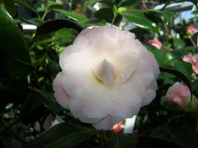 100_2640__Buttonsn_Bows__-flower-___800.jpg
