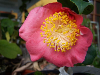 100_2643__Kazue-no-tsuki____800.jpg