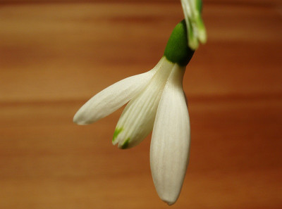 angelique_2010_zg.jpg