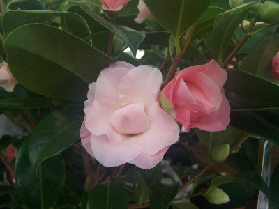 100_2638_Buttonsn_Bows___800.jpg