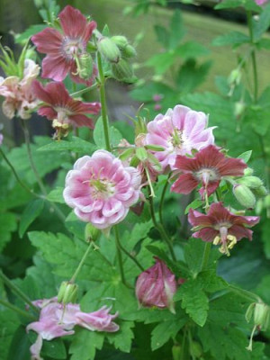 Geranium_phaeum_Rose_Madder_mit_Akelei_5114_r12.jpg