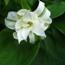 Trillium_grandiflorum_halbgefullt_Mykoplasmeninfektion_001.jpg