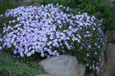 Polster-Phlox1_mini.jpg