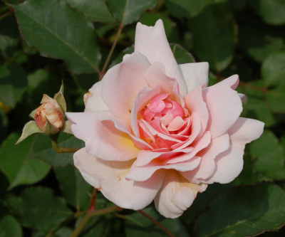 Felicia_0016_49317.jpg