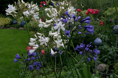 Agapanthus0508b.jpg