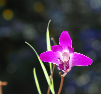 Dendrobium_kingianum_10.jpg