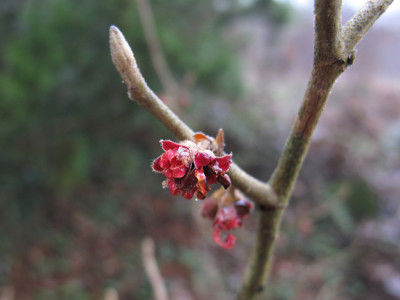 hamamelis_1478.jpg