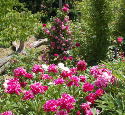 Schonstes_Gartenbild_0016_51221.jpg