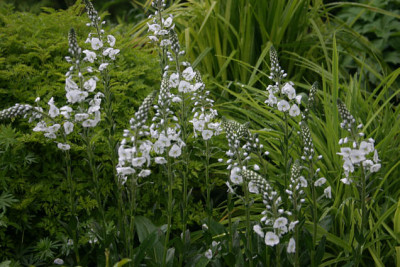 Mai0707a.jpg