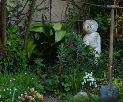 aspidistra_neu_im_garten_2008.jpg