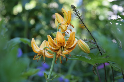 PfarrgartenIMG_3847jpg.jpg