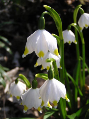leucojum_gelb.jpg